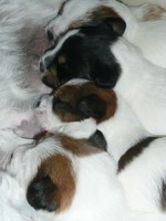 /album/jackrus-jackrussell/pennut-12-7-2014-011-jpg/